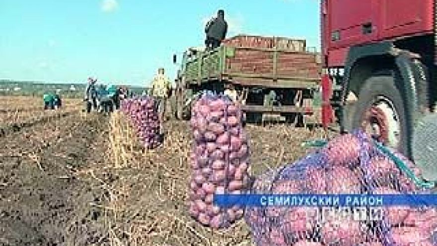 Жители Воронежской области не останутся без картофеля