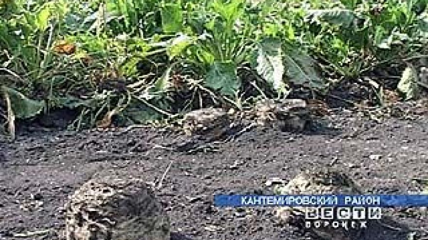 Земледельцы могут сократить посевы сахарной свёклы