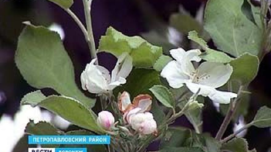 В селе старая Криуша зацвела яблоня