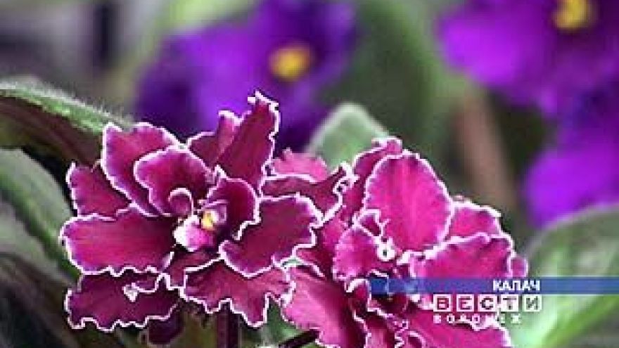 У многодетной мамы 302 ребенка