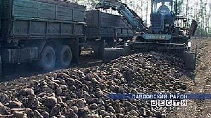 Заводы области, способны принять лишь половину выращенной свеклы