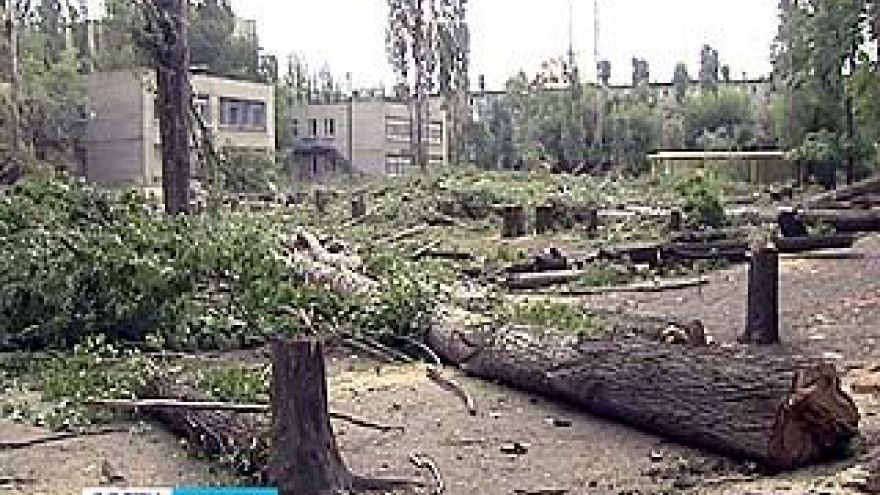 На территории лицея ╧3, который переделывают в детсад, спилили около сотни вязов и тополей