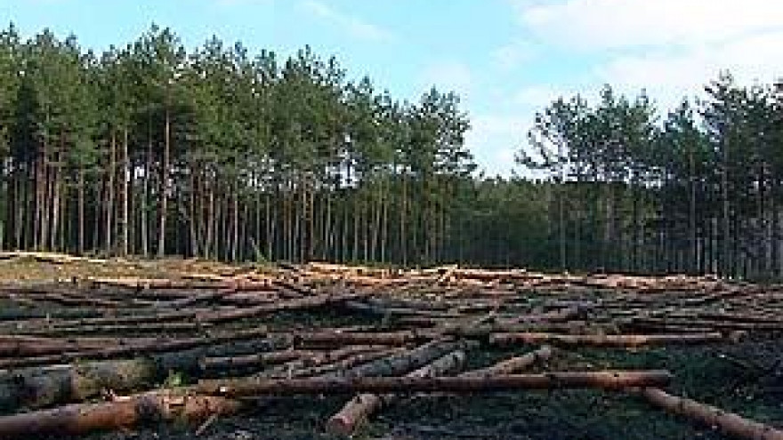В Боровом ведется вырубка леса, законность которой под вопросом