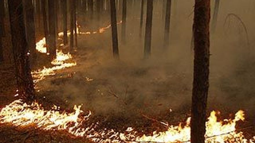 В Биосферном заповеднике на территории Липецкой области загорелась лесная подстилка