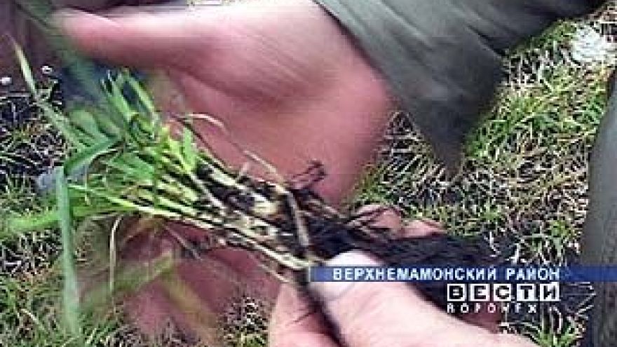Специалисты области до 85% озимых ставят оценку "удовлетворительно"