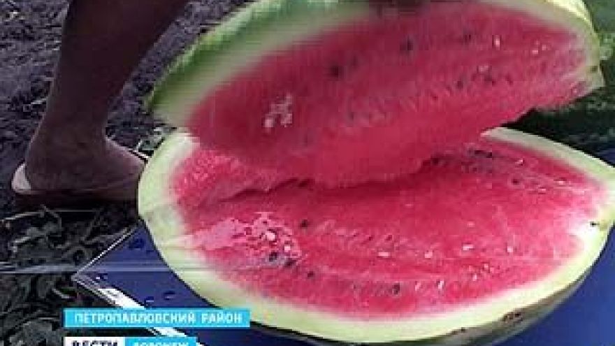 Цены на петропавловские арбузы бьют все рекорды