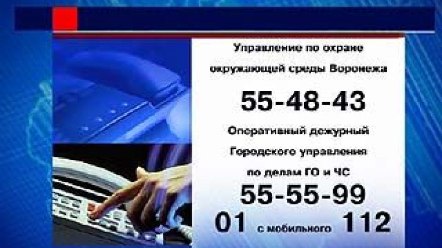 Шквальный ветер обрушил в Воронеже 17 деревьев