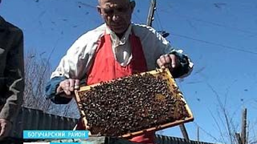 Пчеловоды Воронежского региона открыли сезон