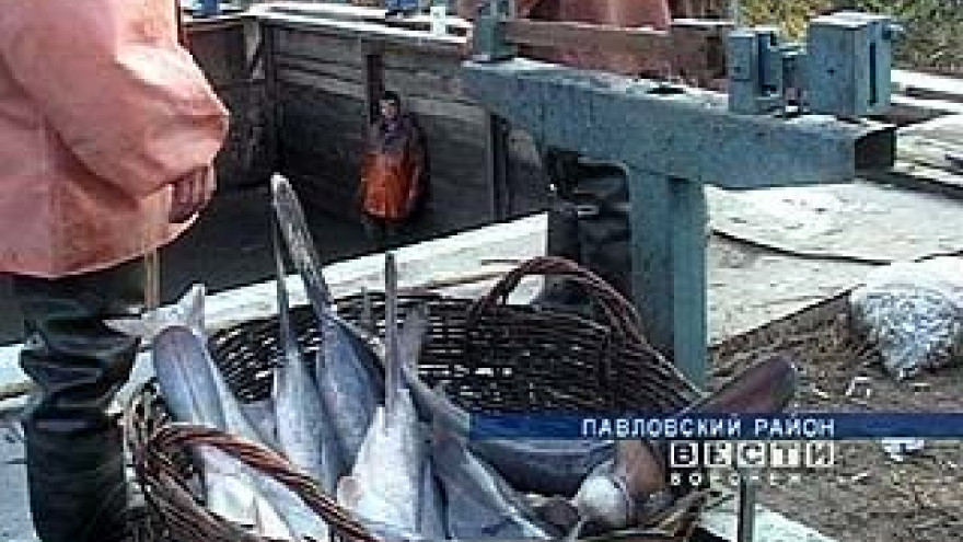Продолжительная засуха в Воронежской области сказалась на улове рыбы