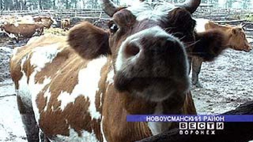 От хорошего семени жди хорошего племени