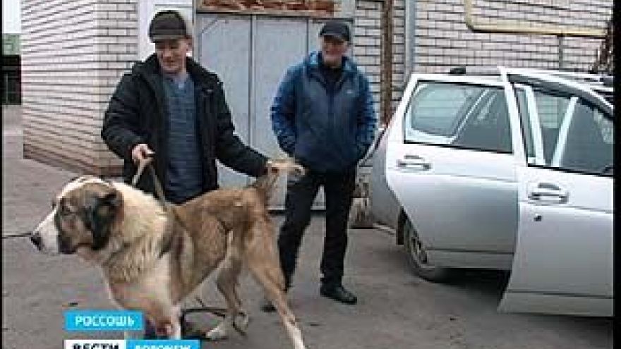 Россошанский алабай стал чемпионом и выиграл автомобиль