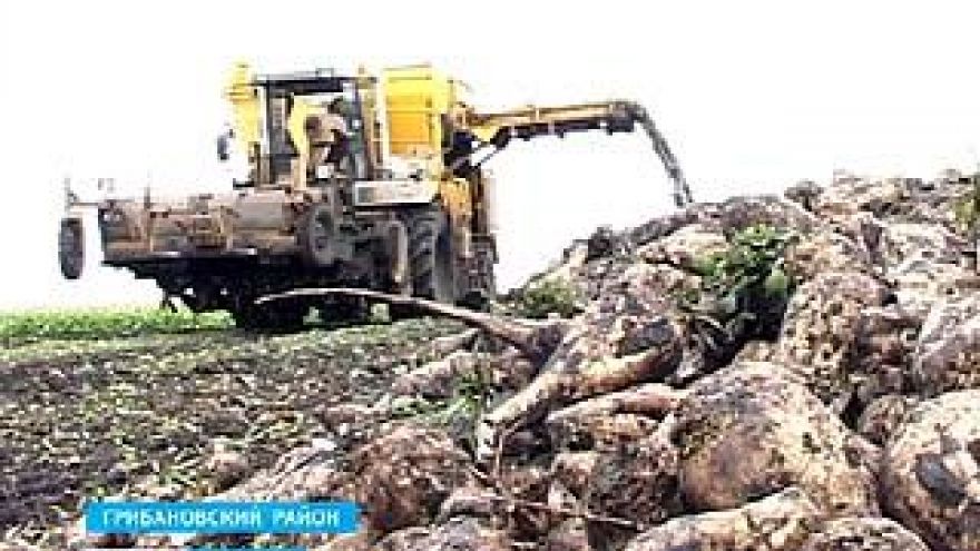 В гниении свеклы на воронежских полях виноват гриб ризопус