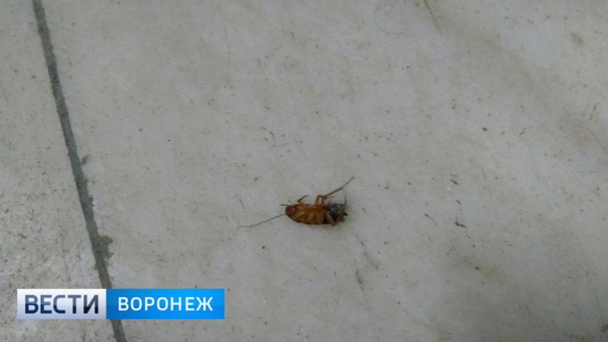 Кишечная палочка и тараканы. Что нашли в воронежской больнице после визита Летучей