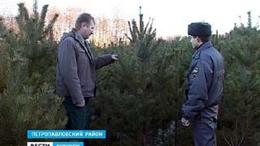 Специалисты вышли на охрану молодых сосен в Петропавловском районе