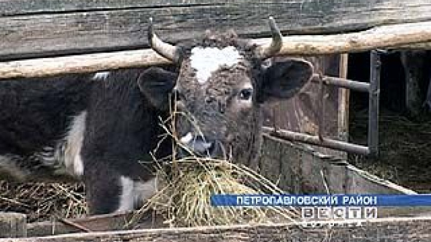 "Бычок" остался без бычков