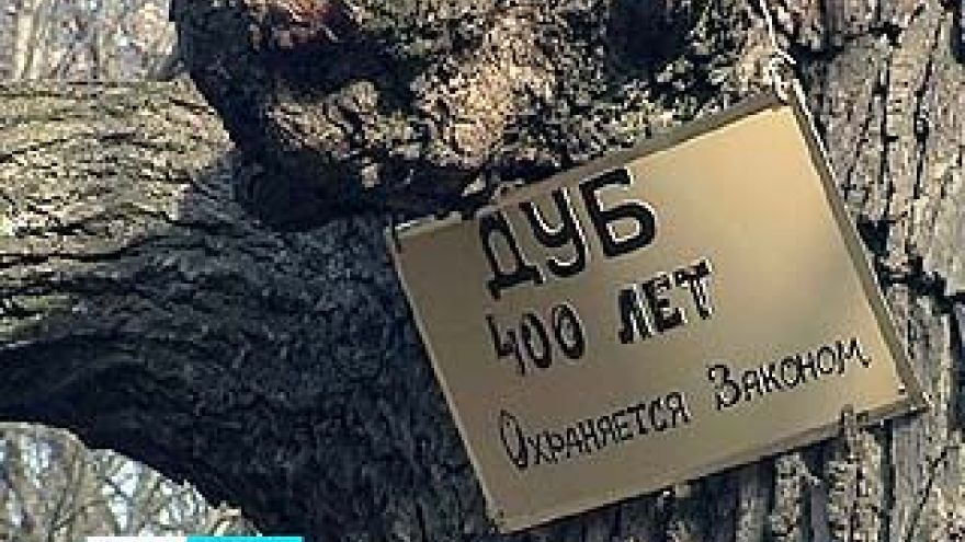 Сколько лет старейшему воронежскому дубу и сосне - выясняют эксперты