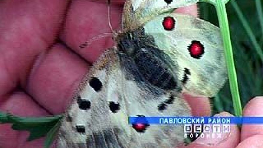 Ученым придется внести изменения в Красную книгу