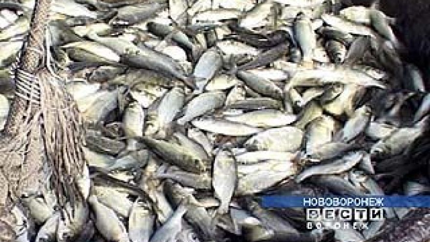 В Воронежское водохранилище запустят 2 тонны мальков
