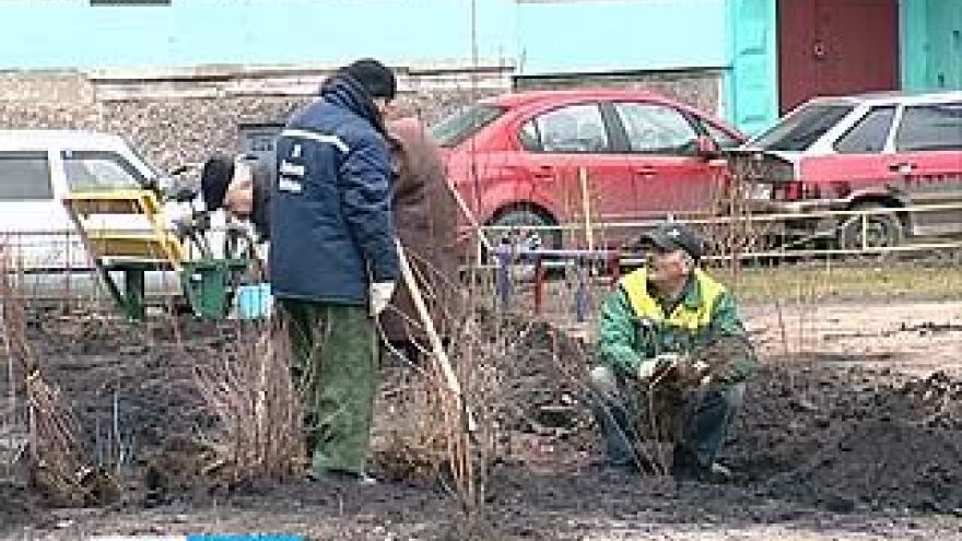 Депутаты гордумы запретили воронежцам сажать деревья