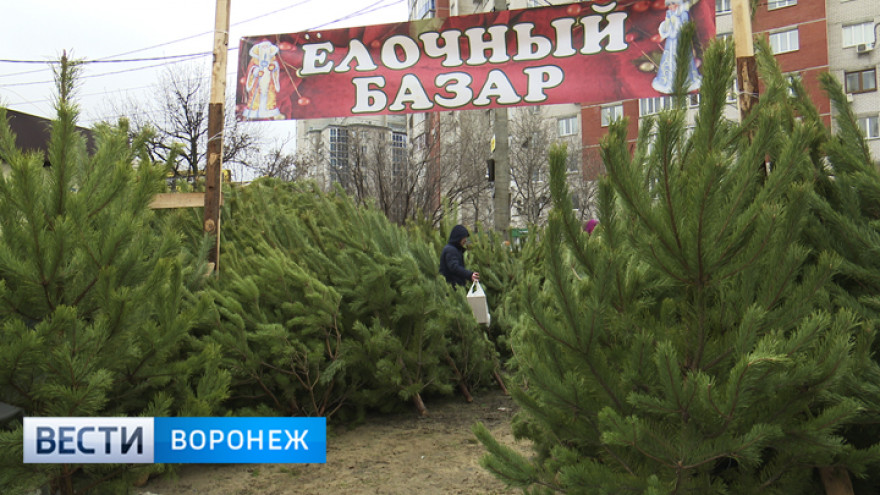 В Воронеже откроются 126 ёлочных базаров