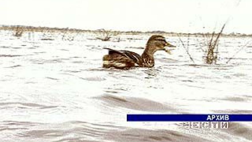 Будет производиться отстрел перелетных птиц