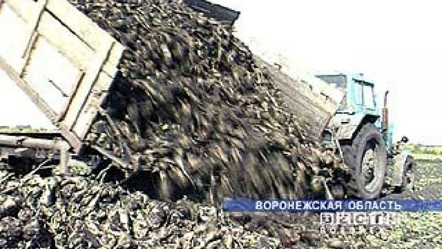 Сахарная свекла убрана по области на площади около 90000 га
