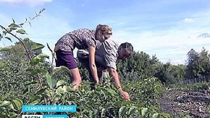 В Семилуках готовятся собрать необычный для области урожай киви