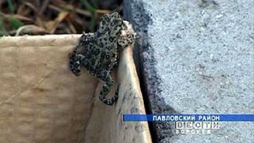 В Павловском районе нашествие земляных жаб