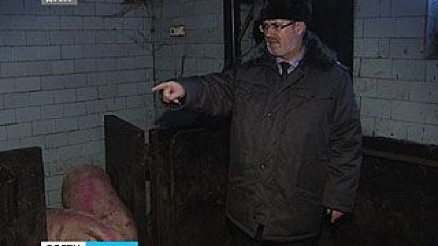 Новой вспышки африканской чумы в Воронеже не случилось