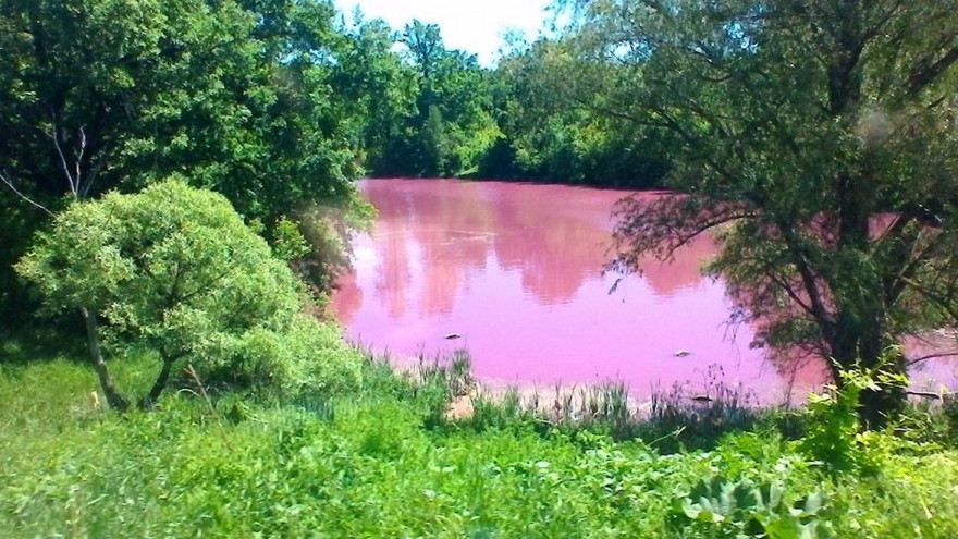 Вода в одном из прудов Воронежской области стала розовой