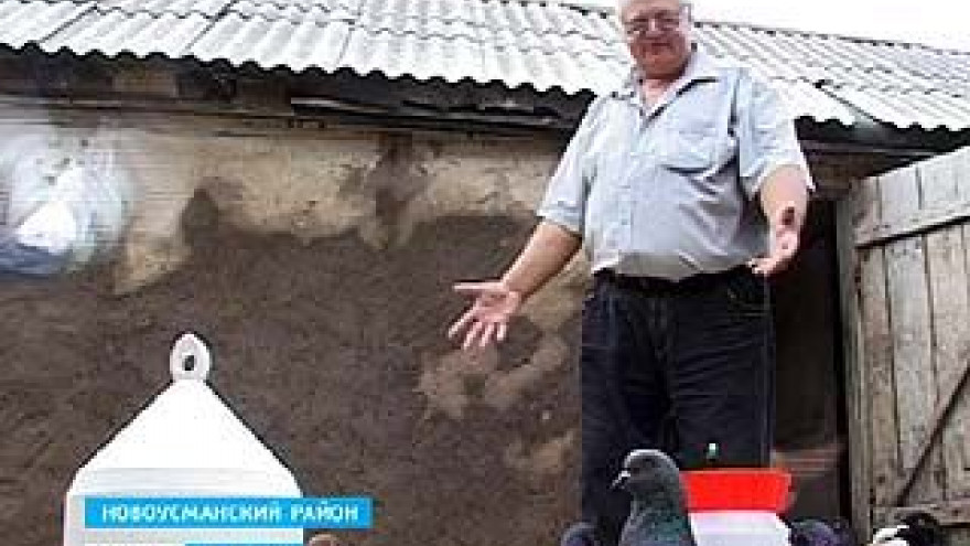 Самая большая гордость Владимира Бабенко - голуби мясной породы