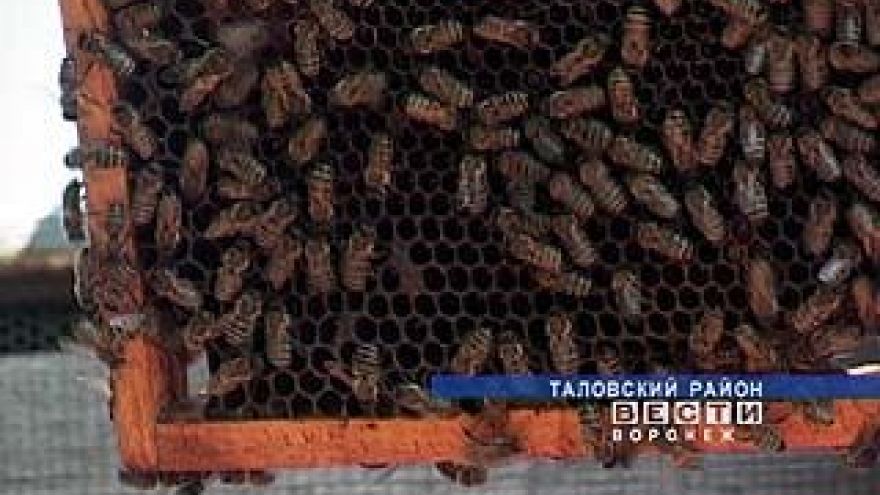 В Воронежской области начался сезон сбора меда