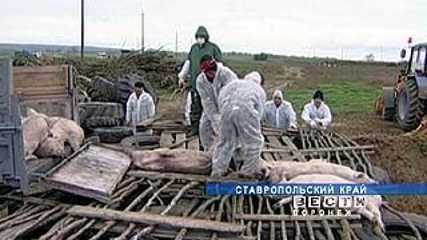 Африканская чума наступает: Воронежская область в зоне риска