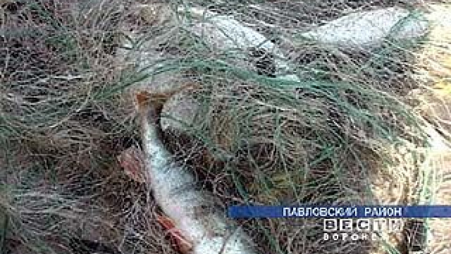 Начался двухмесячник по охране весенне-нерестующихся рыб