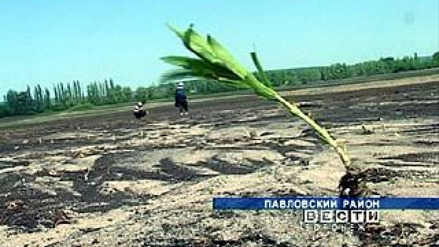 В Павловском районе внезапные ливни поставили под вопрос будущий урожай