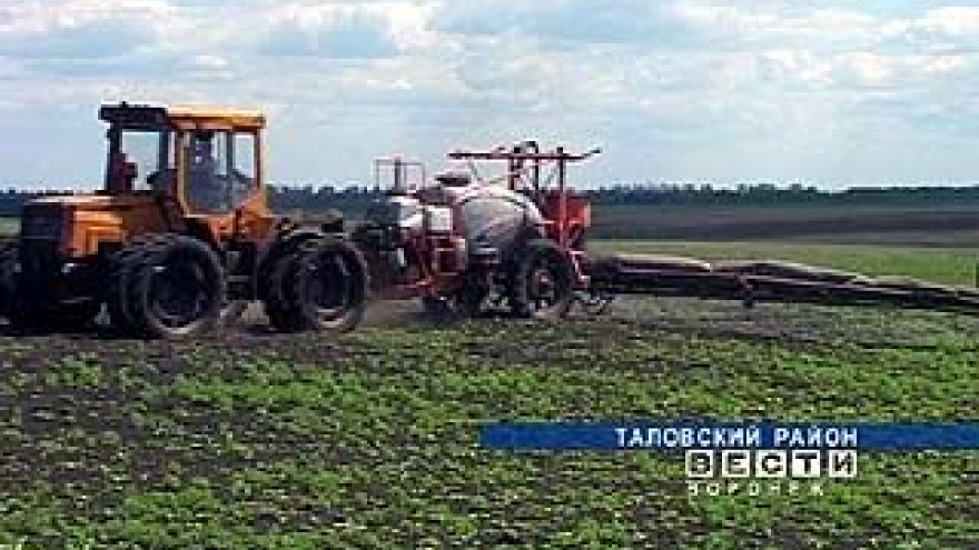 В Таловском районе ураган загубил почти треть посевов сахарной свеклы