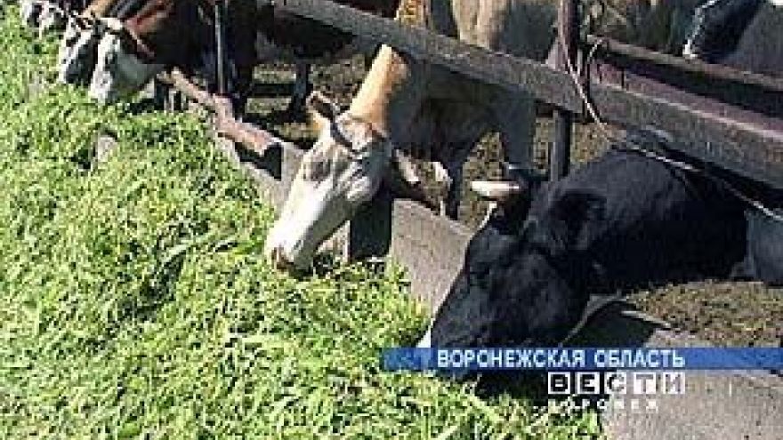 Животноводы Воронежской области готовят коровники к зиме