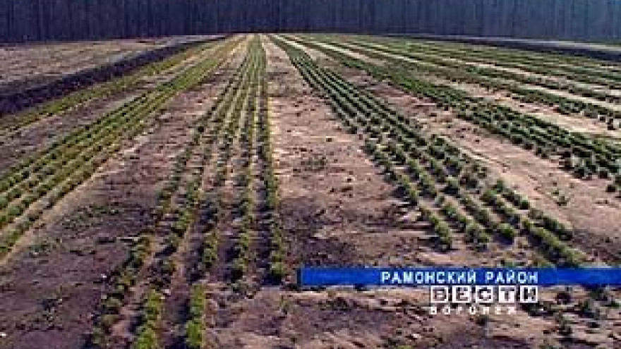 Почти весь лесной фонд Воронежской области создан руками человека