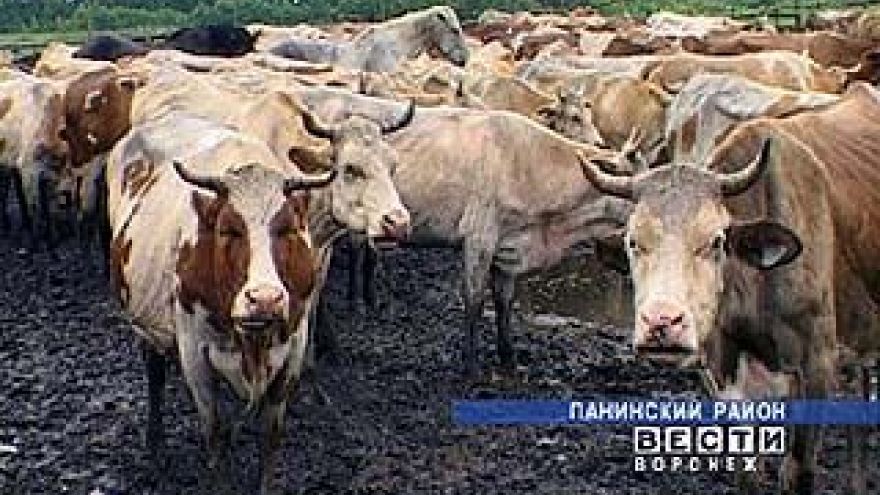 В Воронежской области появились еще 3 племенных репродуктора
