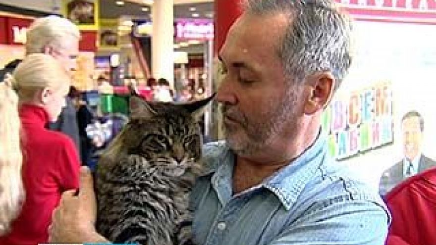 В Воронеже состоялась большая выставка кошек
