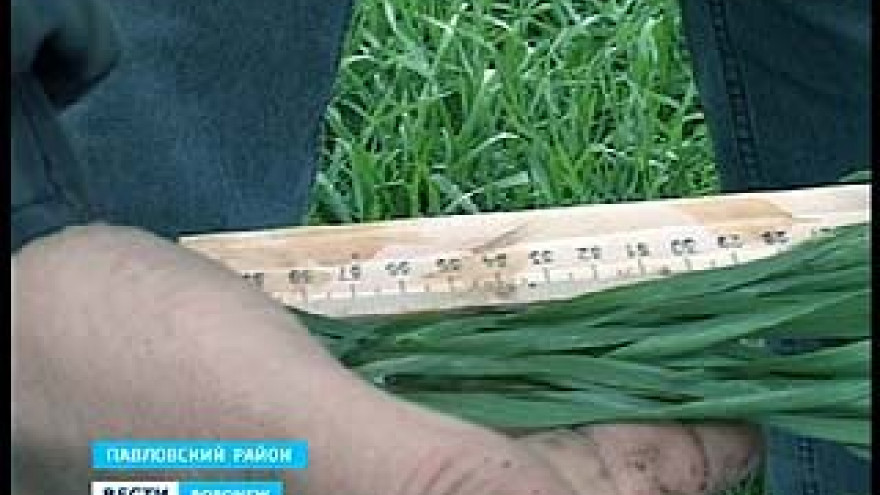 Озимые в Павловском районе переросли примерно на 24% озимого клина