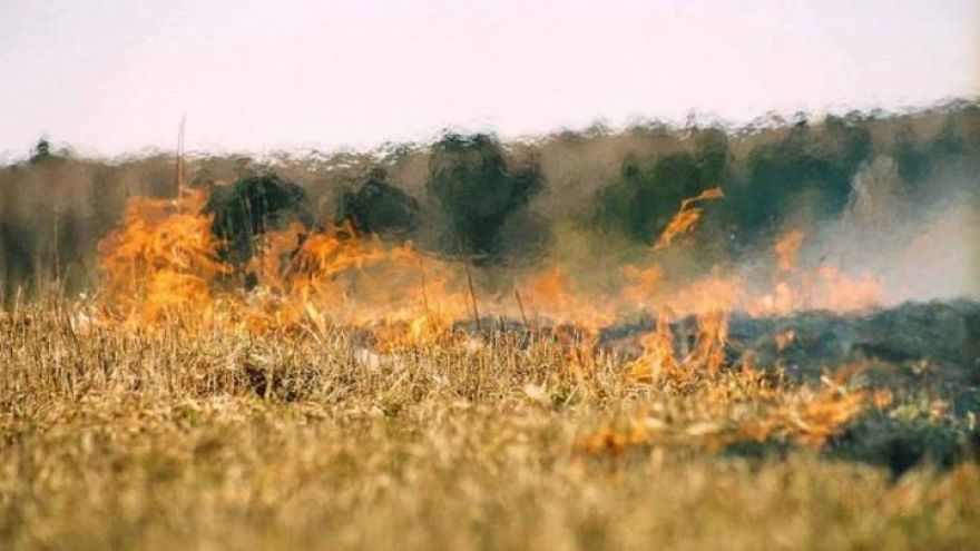 Жара довела пожарную опасность в Воронежской области до максимума