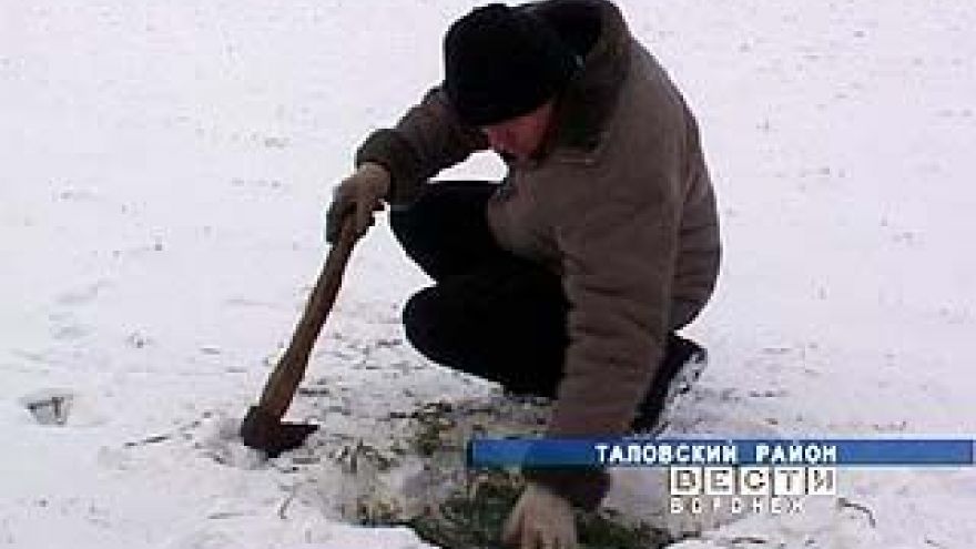В Воронежской области сложилась критическая ситуация с посевами озимых