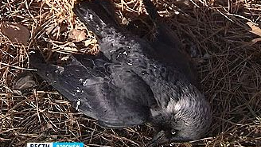 Почему десятки птиц погибли в парке "Алые паруса" - выясняют ветеринары