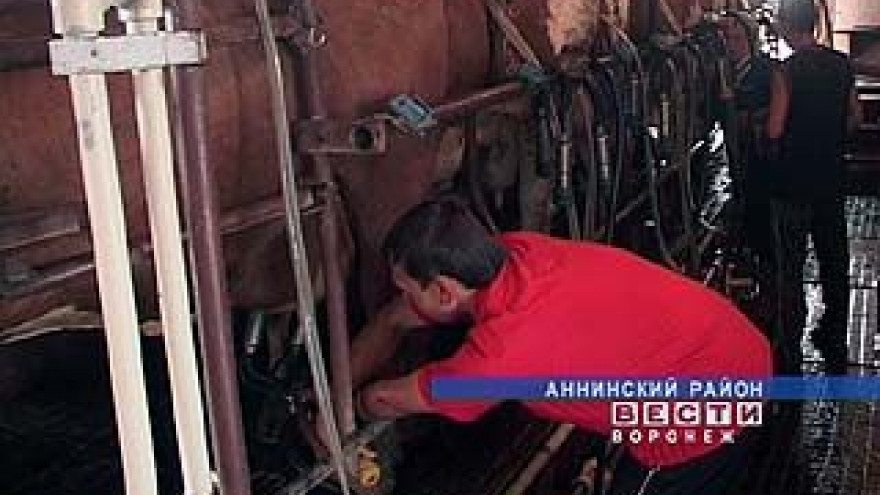 Как сделать карьеру будучи мастером машинного доения?
