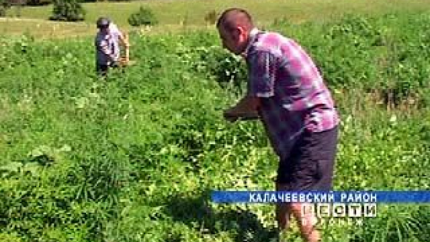Сотрудники РОВД Калачеевского района обнаружили плантацию конопли