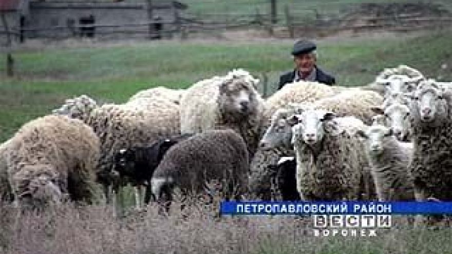 Жители Петропавловского района взяли животноводство в свои руки