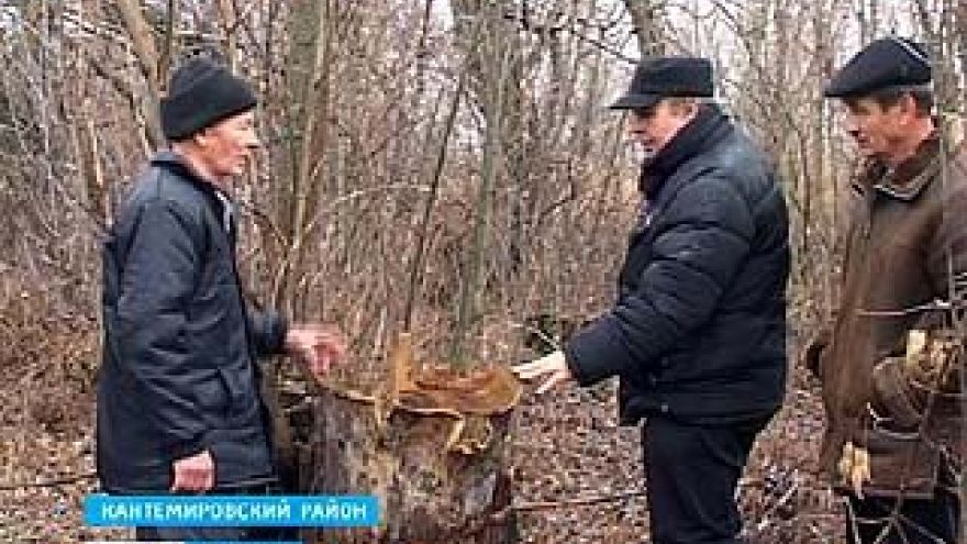 Пенсионер получил статус уголовника за срубленные возле огорода деревья