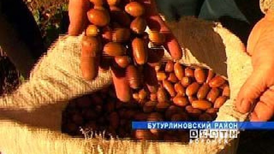 В Бутурлиновском районе можно заработать на желудях