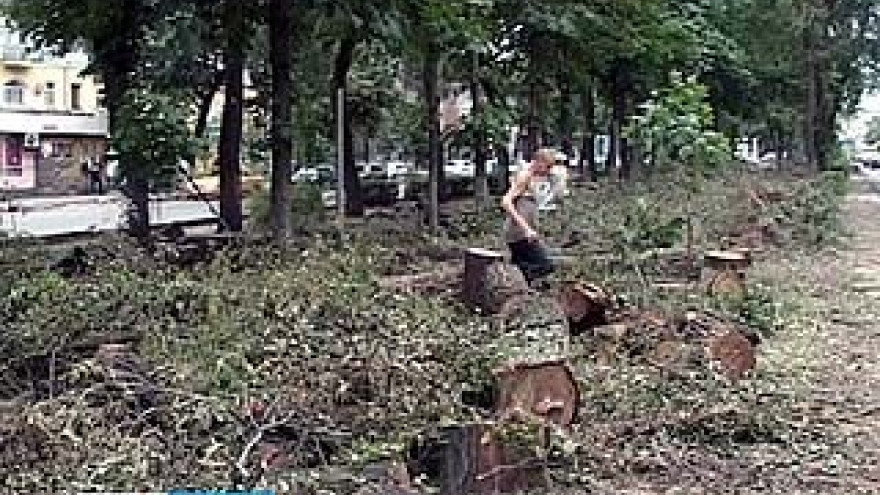 Именные деревья от известных воронежцев пошли под бульдозер